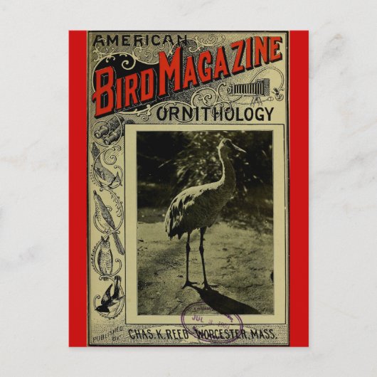 Bird Magazine 3.1903 Postkarte (Vorderseite)