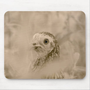 Bird Mousepad