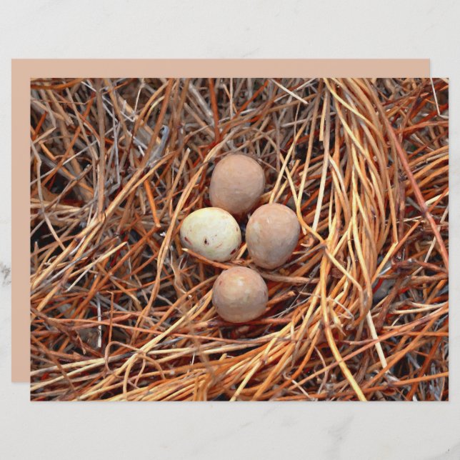 Bird Nest Brown Eggs Altes Vintages antikes Retro (Vorne/Hinten)
