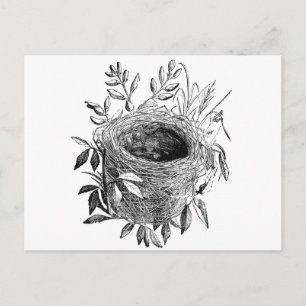 bird nest vintage illustration postkarte