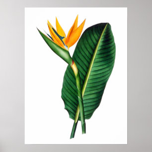 Bird of Paradise Blume Art Decor Poster