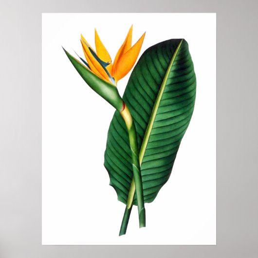 Bird of Paradise Blume Art Decor Poster (Vorne)