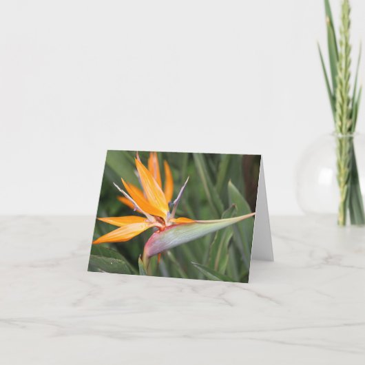 Bird of Paradise Blume Blank Note Card (Vorderseite)