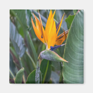 Bird of Paradise Blume View Kühlschrankmagnet