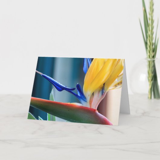Bird of Paradise Flower Feiertagskarte (Vorderseite)