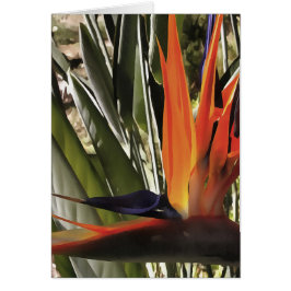 Bird of Paradise Strelitzia Reginae Acrylic Painti