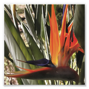 Bird of Paradise Strelitzia Reginae Acrylic Painti Fotodruck