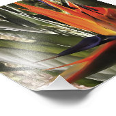 Bird of Paradise Strelitzia Reginae Acrylic Painti Fotodruck (Ecke)