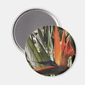 Bird of Paradise Strelitzia Reginae Acrylic Painti Magnet (Vorderseite/Rückseite)