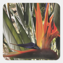 Bird of Paradise Strelitzia Reginae Acrylic Painti Quadratischer Aufkleber