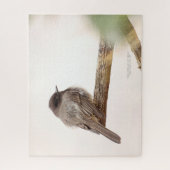 Bird On Branch Young Junvenile Black Phoebe Jigsaw Puzzle (Vertikal)