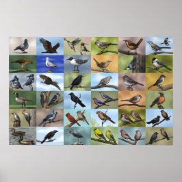 Bird Panopy Print Poster