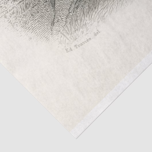 Bird Peacock Ephemera Decoupage Französisch Seidenpapier (Ausschnitt)