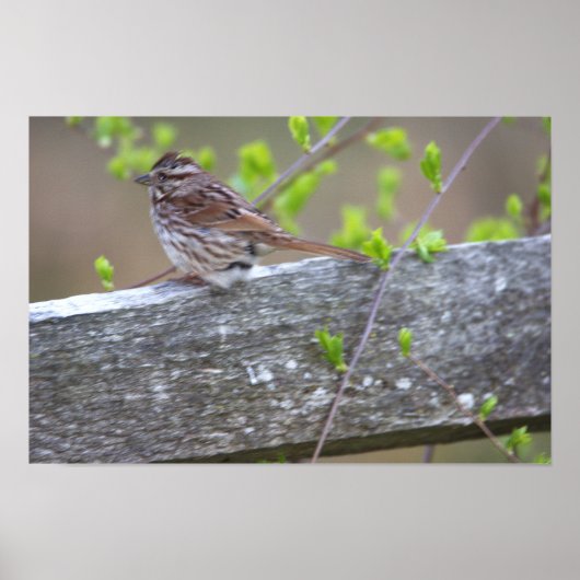 Bird Perched Poster (Vorne)