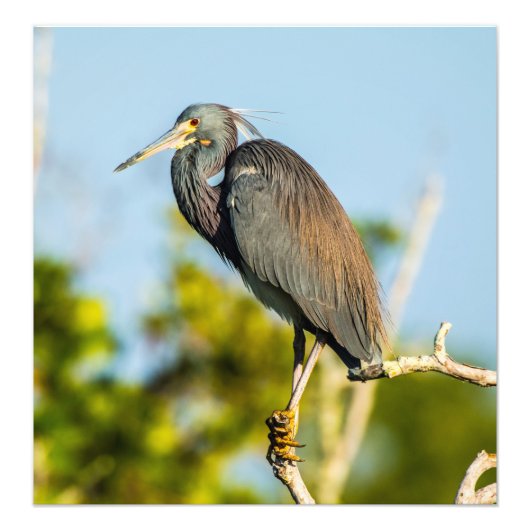 Bird Perfect 19,79 x 20,45 Kodak Pro Foto (Vorne)