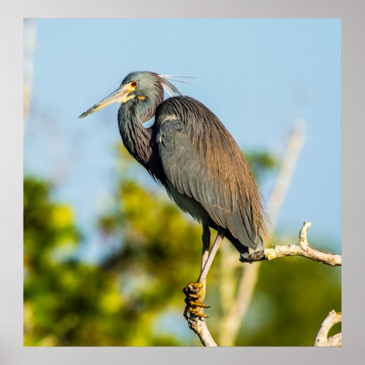 Bird Perfect 24 x 24.81 Archival Paper Poster (Vorne)