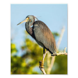 Bird Perfect 8 x 10 Kodak Pro Foto Paper
