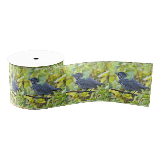 Bird Photo Ribbon Ripsband (Spule)