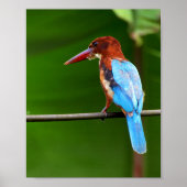 Bird Poster (Vorne)