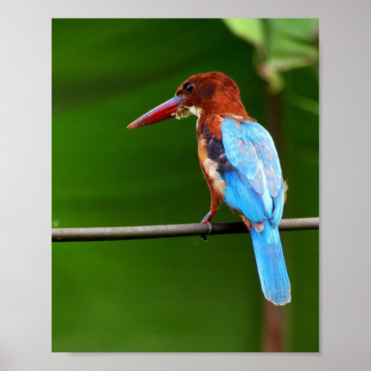 Bird Poster (Vorne)