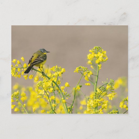 Bird Postkarte (Vorderseite)