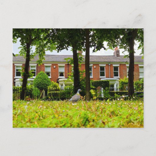 Bird Postkarte (Vorderseite)
