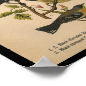 Bird Print Black Green Blue Warbler Vintag Poster (Ecke)