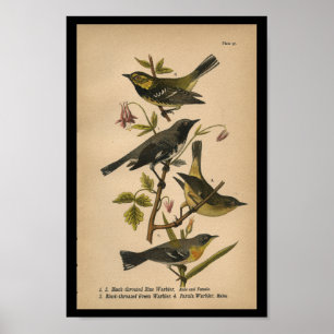 Bird Print Black Green Blue Warbler Vintag Poster