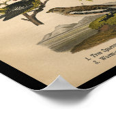 Bird Print Tree Sparrow Warbler Vintag Poster (Ecke)