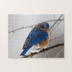 Bird Puzzles Bird Foto Beste Fotos