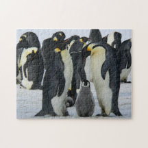 Bird Puzzles Bird Foto Beste Fotos