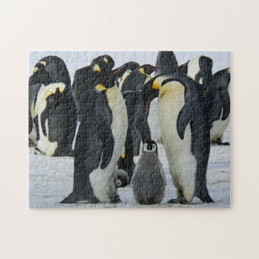 Bird Puzzles Bird Foto Beste Fotos (Horizontal)