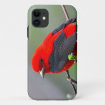 Bird red_iphone