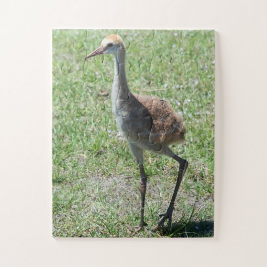 Bird Sandhill Crane Naturfotografie Natur Puzzle (Vertikal)