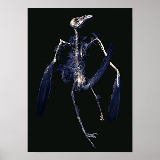 Bird Skeleton Poster (Vorne)