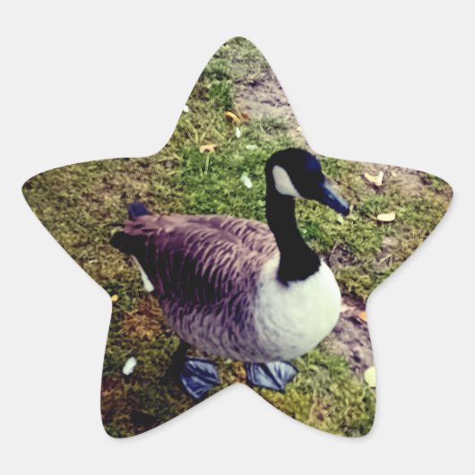 Bird Stern-Aufkleber (Vorderseite)