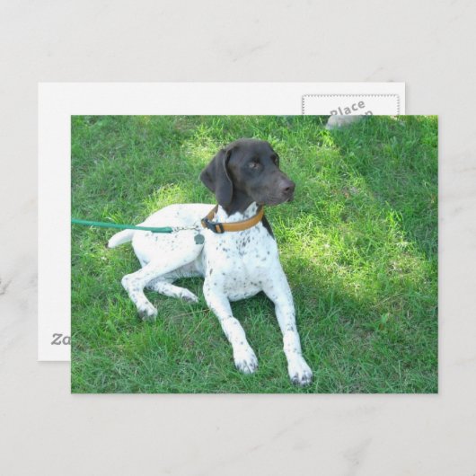Bird the German Shorthair Pointer Postkarte (Vorne/Hinten)