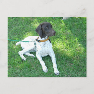 Bird the German Shorthair Pointer Postkarte