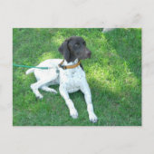Bird the German Shorthair Pointer Postkarte (Vorderseite)