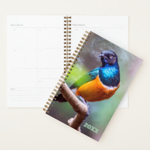 Bird Watcher Blue Orange Green Starling auf Limone Planer