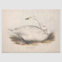 Bird White Swan Ephemera Decoupage Vintag