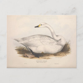 Bird White Swan Ephemera Entdeckungsreise zur Vint Postkarte