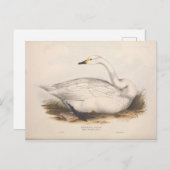 Bird White Swan Ephemera Entdeckungsreise zur Vint Postkarte (Vorne/Hinten)