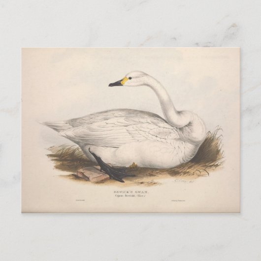 Bird White Swan Ephemera Entdeckungsreise zur Vint Postkarte (Vorderseite)