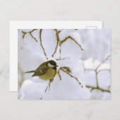 Bird Winter Fotografie Postcard Postkarte (Vorne/Hinten)