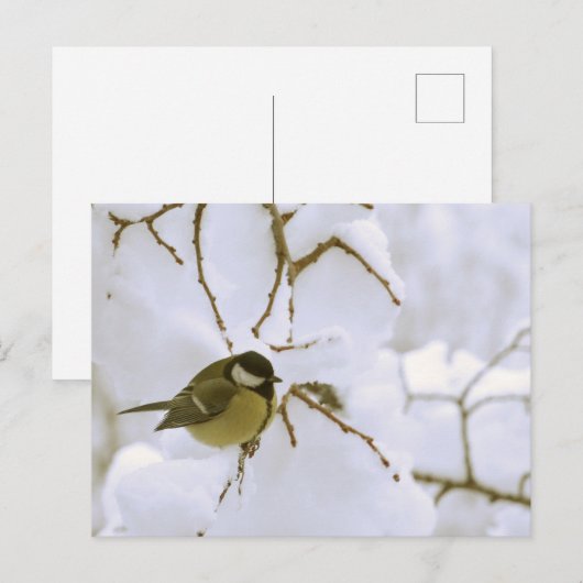 Bird Winter Fotografie Postcard Postkarte (Vorne/Hinten)