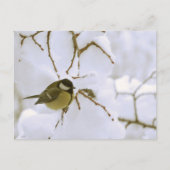 Bird Winter Fotografie Postcard Postkarte (Vorderseite)