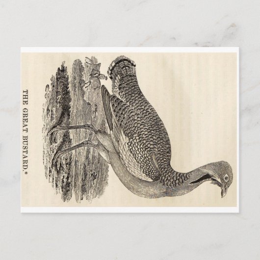 Bird Woodcut Postcard Postkarte (Vorderseite)