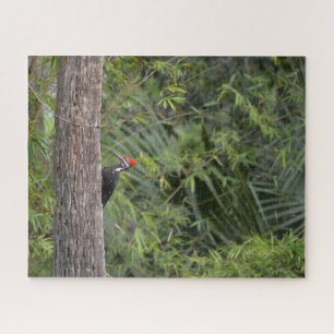 Bird Woodpecker Nature Wildlife Süße Tier Foto Puzzle
