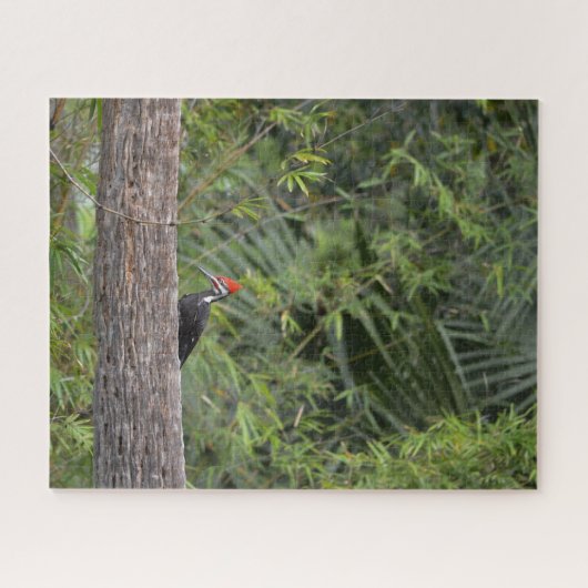 Bird Woodpecker Nature Wildlife Süße Tier Foto Puzzle (Horizontal)
